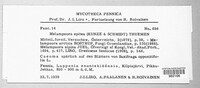 Melampsora epitea image